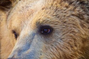 クマは有害！絶滅させたれ！三毛別とワンゲル部忘れたか！←こいつら
