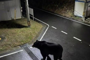 宮城県女川町でクマ出没の注意喚起→提供画像のクマがAIだと発覚してお詫び