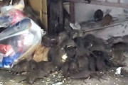 【動画】歌舞伎町のゴミに群がるネズミの大群、多すぎる(((ﾟДﾟ)))