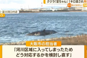 クジラ「淀ちゃん」が流され岸に漂着、 ややこしい事態に…大阪市と国土交通省の管轄問題！