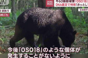【悲報】OSO18を駆除した役場に抗議の電話が”殺到”「なぜ殺した」→