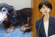 【パヨク】石垣のりこ「犬が尻尾をふっていなかった！」　ネット「高齢犬が、尻尾ぶん回しできないだろ」「ペットの犬にまで噛みつく思考が異常