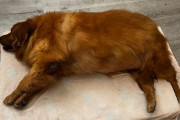 極度の肥満で飼い主に見放され安楽死寸前だったゴールデン・レトリバーを獣医学生が救う