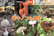 千葉県内の公園でキノコ観察会、キノコが豊作で毒キノコも豊作