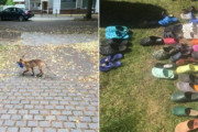 キツネの靴フェチ。野生のキツネが地域住民の靴やサンダル100足以上を盗む（ドイツ）