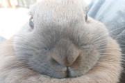 ウチのうさぎさんを見せてやるよ！！！（※画像あり）