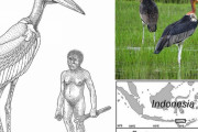 【古生物】「ホビット」ことフローレス原人の倍ほどもあった巨鳥は空を飛べた、定説覆る新発見