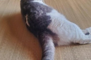 【画像】ばあちゃんの家の猫がぶくぶく太ってる…なんだこいつwwww