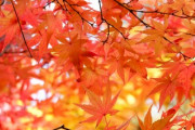 風情たっぷり…♡京都の紅葉80選をご紹介「京都の秋の風景は素晴らしいですね」「京都はただの都市ではなく、天国のような場所」海外の反応