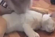 ネコが犬にくっついて眠っていた。失礼しますワン♪ → 犬はこうした…