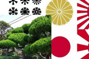 【韓国の反応】旭日旗、菊の御紋、植樹「済州の学校には日帝の名残が残っている」韓国は未だに独立してないのか！の声。