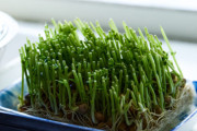 なんか野菜を育てたいんやが