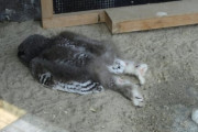 フクロウの赤ちゃんの寝相ワロタｗｗｗｗｗ