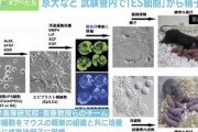 「ES細胞」で女性同士の子どもが出産可能に？専門家「ヒトへの応用はまだ」