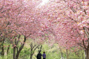 【韓国】 重桜が満開の文殊寺　韓国内の代表的な自生地