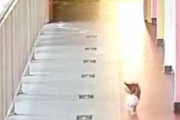 ネコが白い何かを運んでいた。泥棒だ！ → 猫、痕跡を残します…