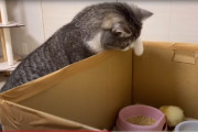 【画像】もちまるの飼い主、もちまるとひよこを接触させて炎上→動画削除してしまう