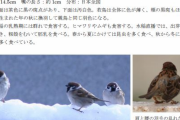 【悲報】スズメさん、ガチで害鳥だった・・・・
