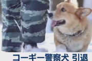 【動画】コーギーの警察犬が引退　可愛すぎる