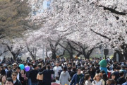 時期が早い『桜祭り』論争、「汝矣島（ヨイド）の桜は日帝残滓」vs「韓国の桜は日本産とは別種」[08/10]