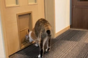 【動画】ネコさん、ドアを通れない理由が分からず呆然としてしまう