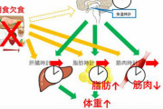朝食を抜くと、体重増加だけでなく筋肉量低下につながることも確認-名古屋大 #研究