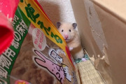 ハムスター、アホ過ぎワロタｗｗｗｗｗｗｗ