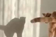 うちのネコの影が壁に映っていた。これがホントのシャドウボクシング！ → 猫はこうする…