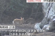 広島「ウサギの島」での大量死、会社員を再逮捕　押収されたスマホから動画など見つかる