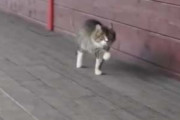 ネコは何かいいことあったのかな？ ランランラン♪ → 軽快なステップで猫がやってきた…
