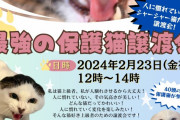 【強者】猫上級者限定「人に慣れていないシャーシャー猫だけの譲渡会」開催！