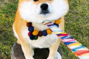 柴犬とかいう日本人の為に進化したような可愛さを持つ犬