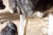 子犬が飼い主を噛もうとしたら…親犬が「ダメでしょ」とたしなめる