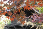 いい天気だからお寺さんに紅葉観に行ったら・・・（※画像あり）