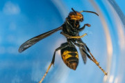 【速報】アメリカ農務省「生態系が破壊される恐れ」アジアの外来種オオスズメバチ根絶の達成を発表　強すぎて3年間も掛かった模様