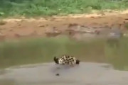 【動画】チーターさん川の中でワニさんに遭遇
