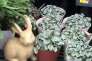 【モフモフ】 観葉植物を買いにやってきた。ウサギの置物が置いてある → と思ったら…