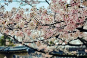 【宮島】淡々と桜の写真貼っていく