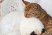 【ネコ科画像】仲良しねこ、風格どこに行った・・・、髭剃りとねこ ほか【再】