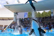 【悲報】鴨川シーワールドとかいう人間がシャチと一緒にプールに入る狂気の水族館ｗｗｗｗｗｗｗｗ