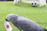 占いインコ　日本、Ｗ杯８強入りと予想