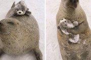 外国人「玩具を大切にする動物がかわいい、日本はアザラシにぬいぐるみを与えてるぞ！」