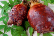 ホヤって美味しいの？宮城気仙沼に行って食えば見解が変わるのかね？