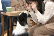 【乃木坂46】ボーダーコリーとじゃれ合う久保史緒里・・・