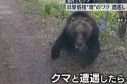 クマ、都内でも目撃情報…もしも遭遇したら？　北海道では“第二のOSO”警戒　各地で被害相次ぐ
