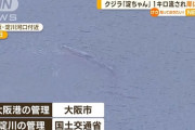【悲報】大阪のクジラ、対策を検討している間に流れて面倒なことに