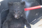 子グマを市の職員が網で捕獲　駅から約100mのやぶで発見　麻酔銃で眠らせ山の中で放獣へ　体長約50cm　長野・大町市