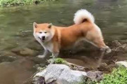 思ってたのとちがう「秋田犬の水遊び」がほのぼの　足だけつかって涼む静かな楽しみ方に癒やされる