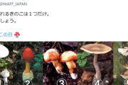 【画像】農林水産省「食べられるきのこは１つだけ。 どれでしょう🍄」