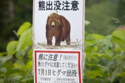 野生のクマって見たことあるか?